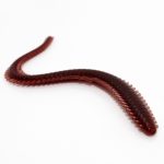 Oceanic Team Sea Worm - Ακροβάτης - Image 7