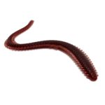 Oceanic Team Sea Worm - Ακροβάτης
